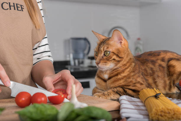 5 Delicious Homemade Cat Food Recipes Your Feline Will Love